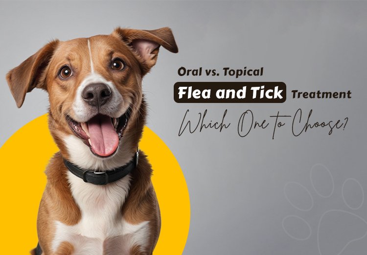 Oral vs. Topical Parasite Prevention in Pets: Which Is Better?